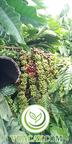 Giống Cây Cà Phê Xanh Lùn