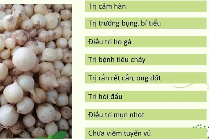 Hành Tăm Có Tác Dụng Gì