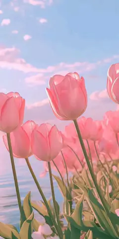 Hình Nền Điện Thoại Hoa Tulip