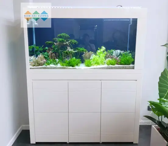 Đánh Giá Chi Tiết Hồ Cá Nam Hải Dương: Thiên Đường Cá Cảnh Và Điểm Hẹn Thư Giãn Lý Tưởng