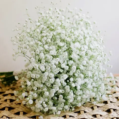 Hoa Nhỏ Nhỏ Màu Trắng