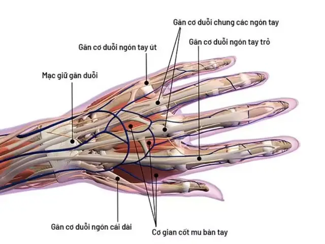 Làm Sao Để Có Gân Tay Nữ