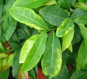 Mai Bị Vàng Lá Gân Xanh