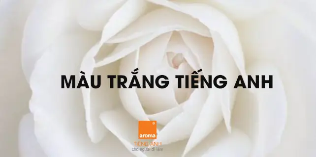 Màu Trắng Trong Tiếng Anh Là Gì