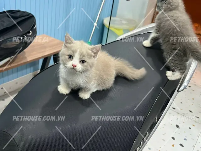 Mèo Anh Lông Ngắn Trắng Xám