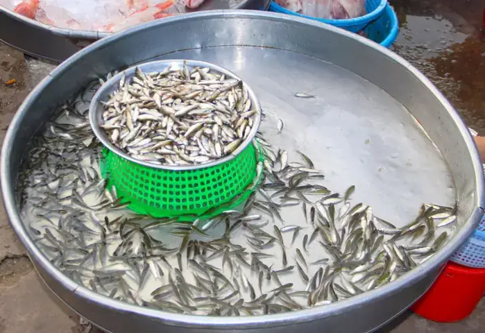 Mùa Cá Linh Tháng Mấy: Tổng Hợp Thời Điểm Và Món Ăn Đặc Sản