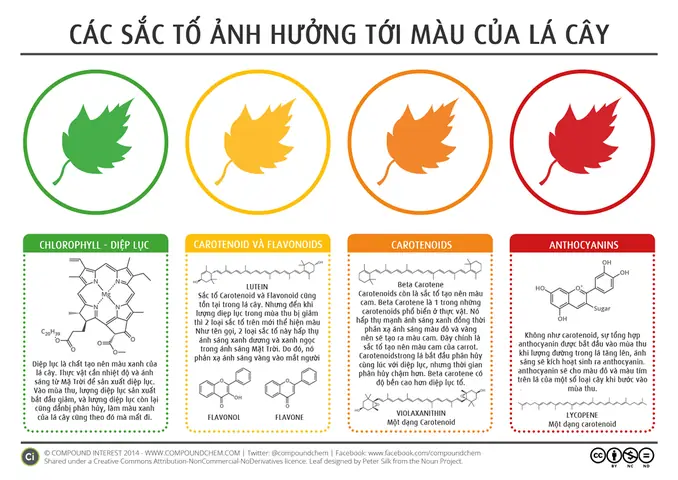 Mùa Hè Lá Bàng Màu Gì