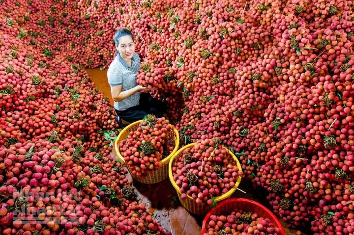 Mùa Vải Vào Tháng Mấy