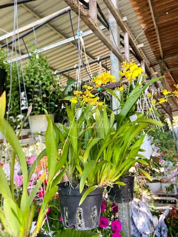 Nơi Bán Lan Vũ Nữ Tp Hcm