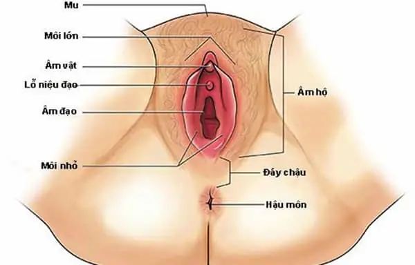 Phụ Nữ Có Mấy Lỗ