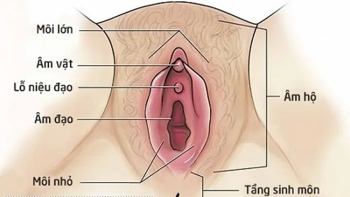 Rạch Tầng Sinh Môn Là Gì