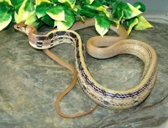 Rắn Vàng Sọc Đen Là Rắn Gì