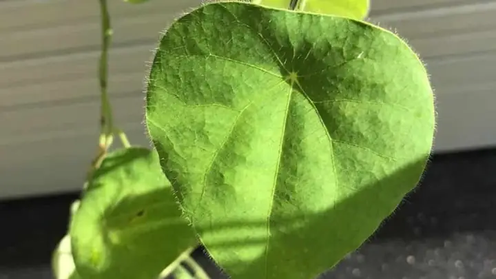 Sâm Lông Có Tác Dụng Gì