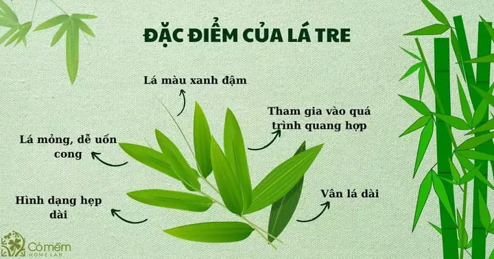 Tác Dụng Của Lá Tre Gai