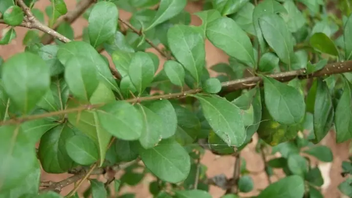 Thạch Găng Có Tác Dụng Gì