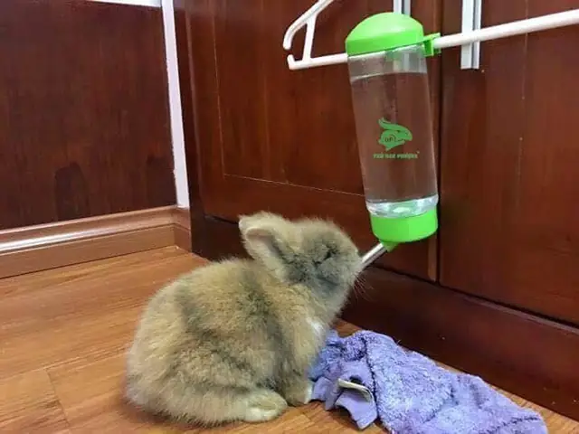Thỏ Có Uống Nước Được Không