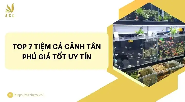 Tiệm Cá Cảnh Tân Phú: Top 5 Địa Điểm Uy Tín & Đa Dạng Cho Người Yêu Cá Cảnh