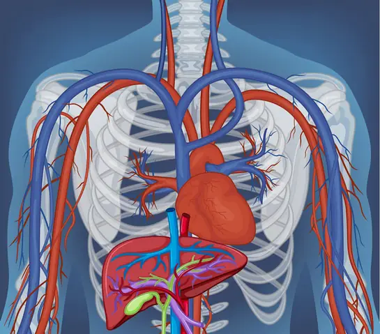 Vị Trí Của Tim Nằm Ở Đâu