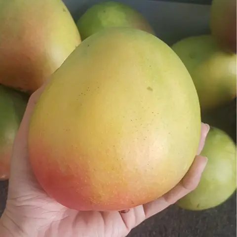Xoài Trái Tròn Là Xoài Gì
