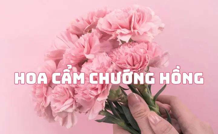 Hoa Cẩm Chướng Hồng: Ý Nghĩa Toàn Diện Và Dịp Tặng Quà Ý Nghĩa Nhất